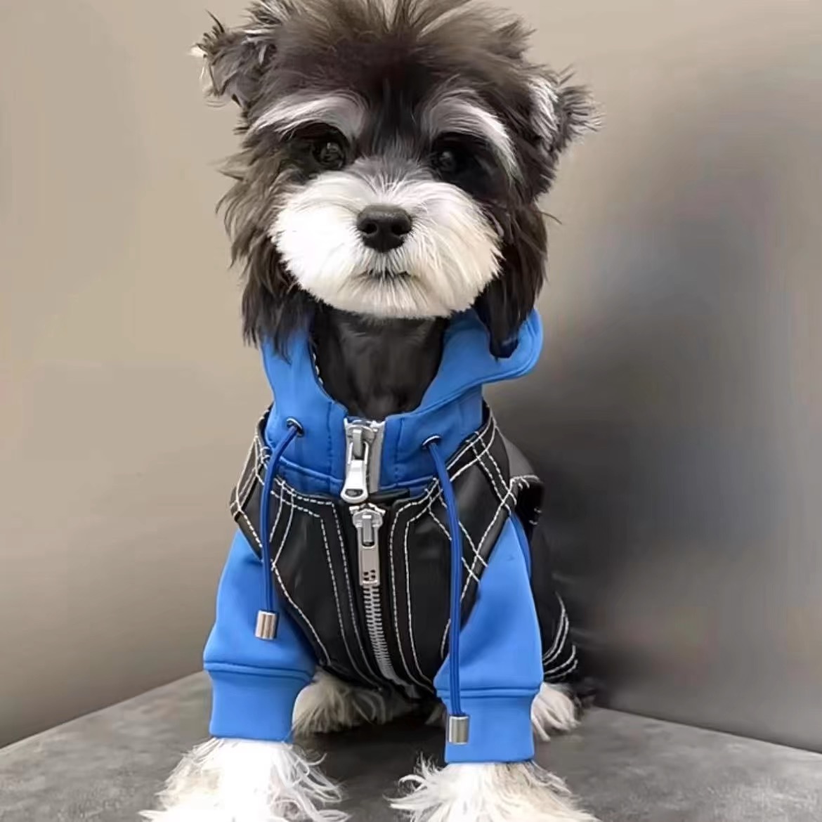 【三斤家雪纳瑞-次日达】宠物活体狗萌宠小狗雪纳瑞狗活体小型犬