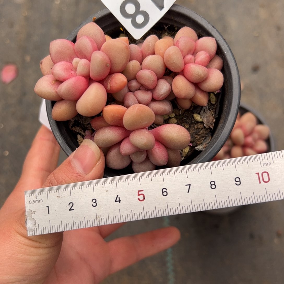 未*名618 多肉植物组合