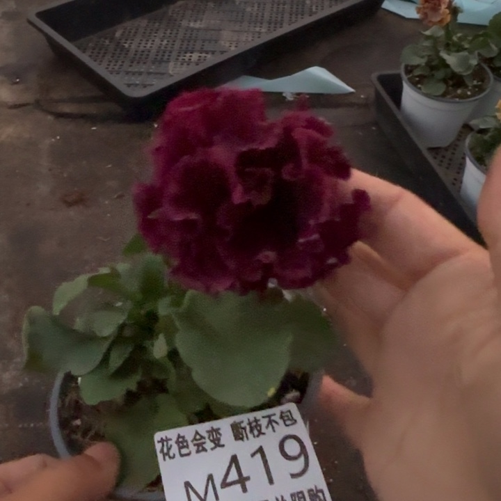 花***～无花朵M419角堇小苗一物一拍默认苗晃