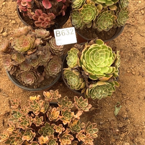 七***七632五颗法师多肉植物