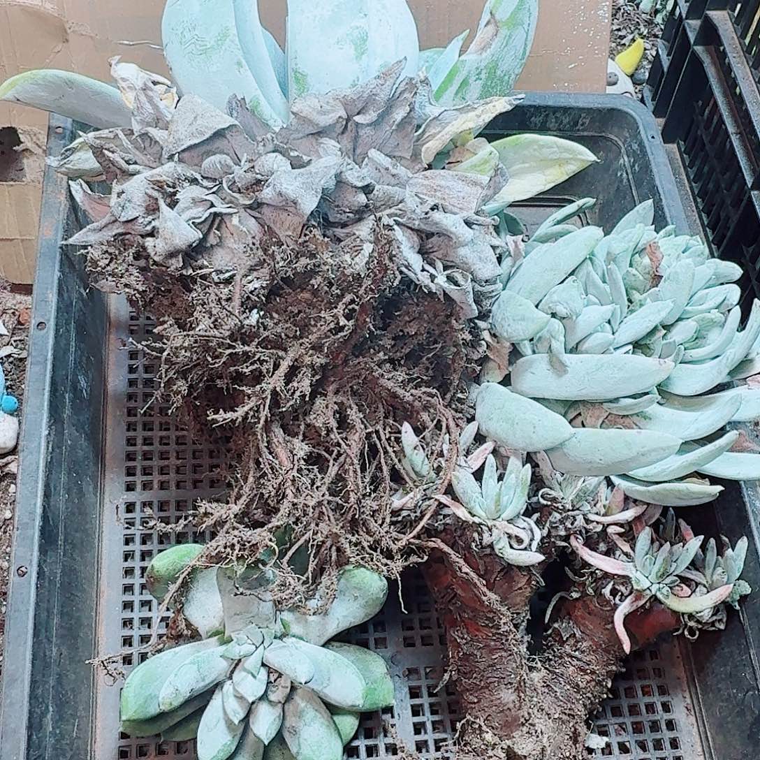 6228瑕疵框拍不售后