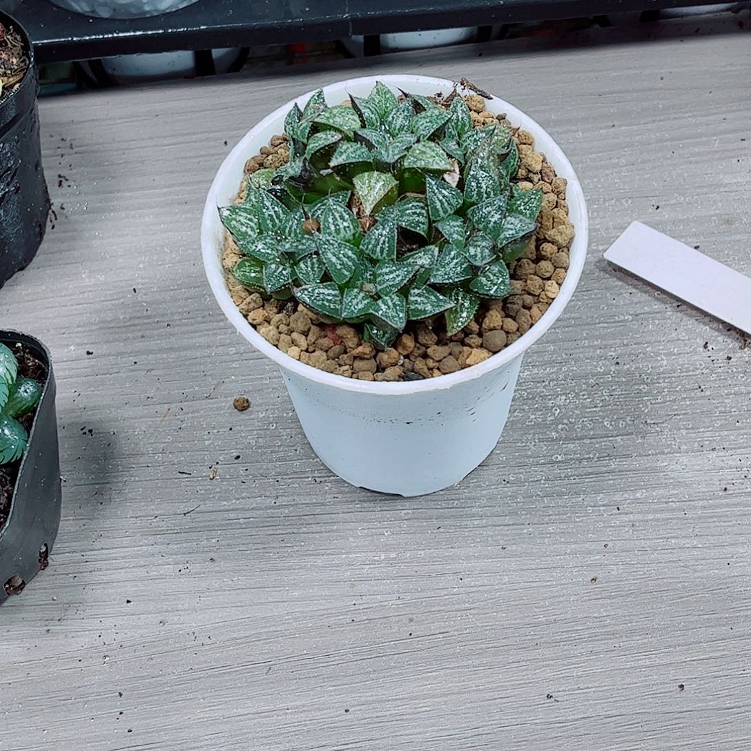 雪景色玉露一勿一拍