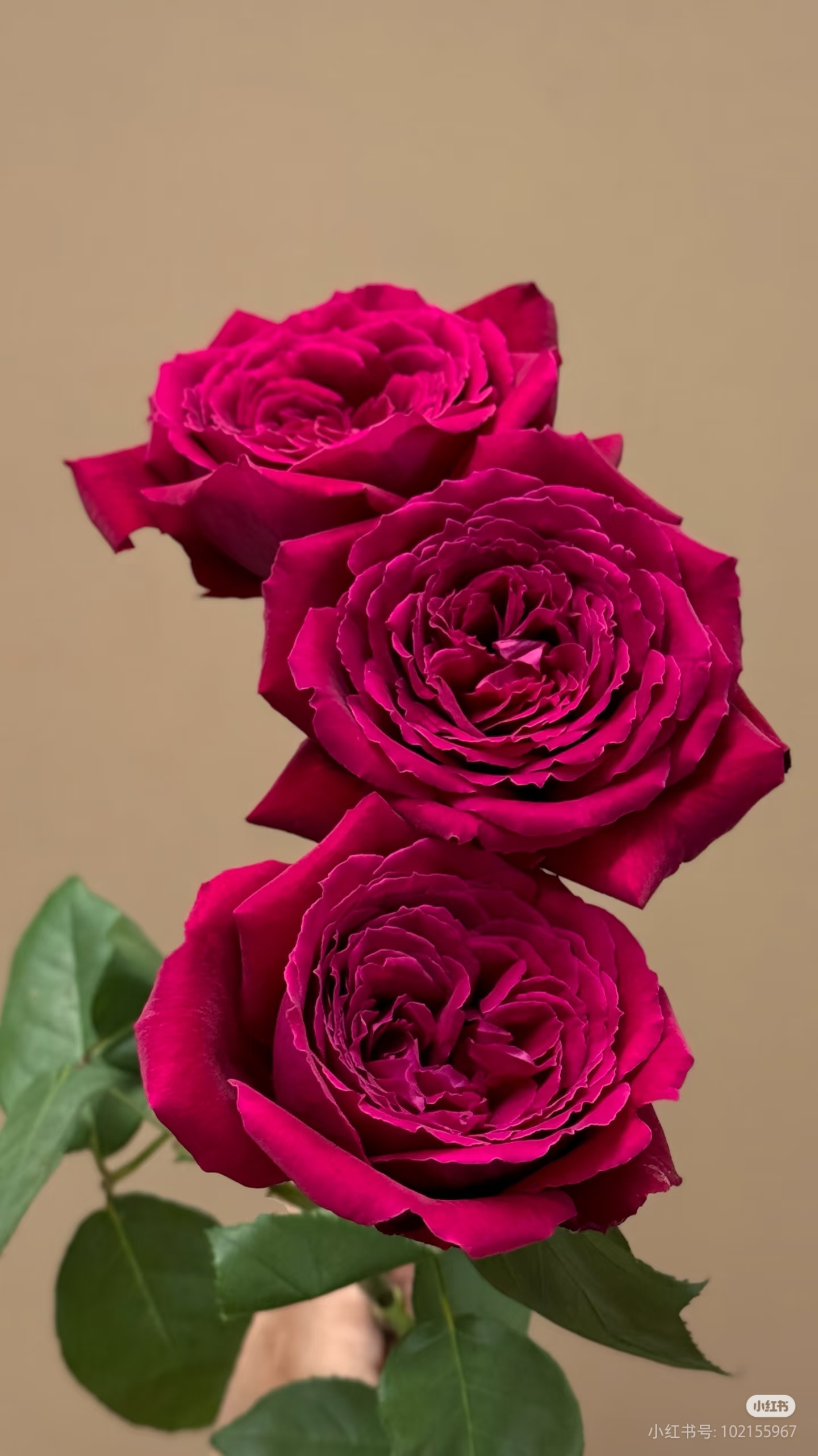 恩钿夫人玫瑰两单包邮一单或低温不拍保温冻坏不售后