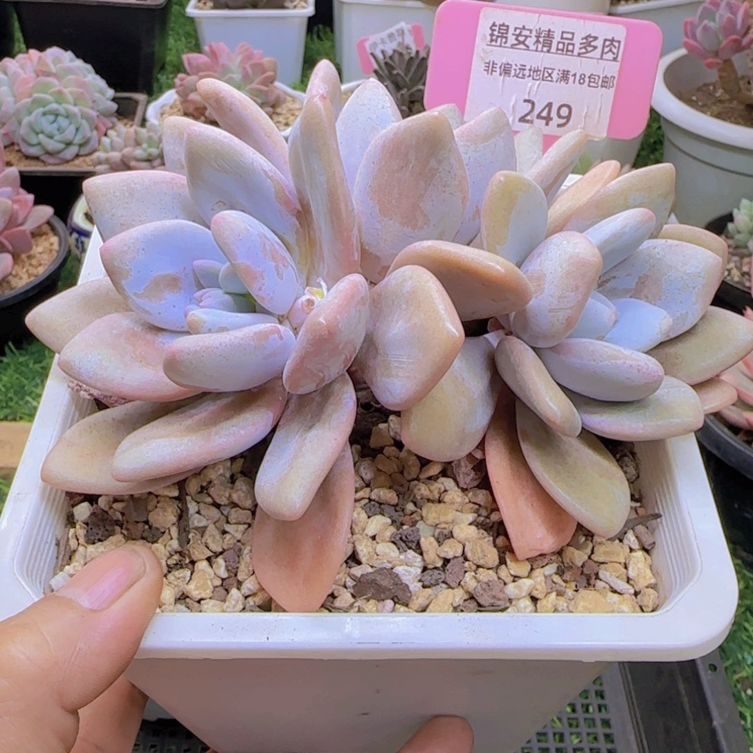 锦安精品多肉植物249