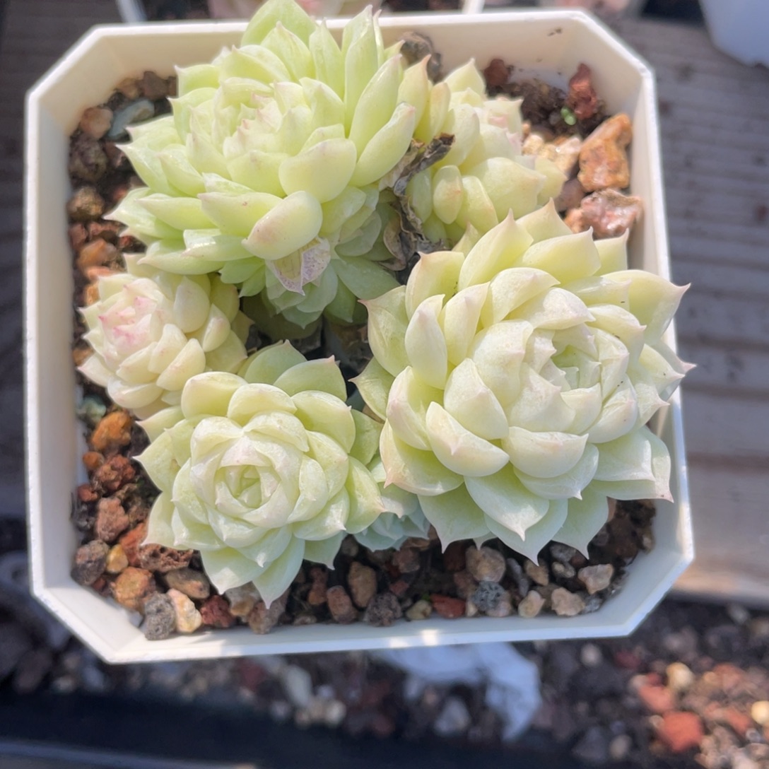 优选麦杆白底福利875
