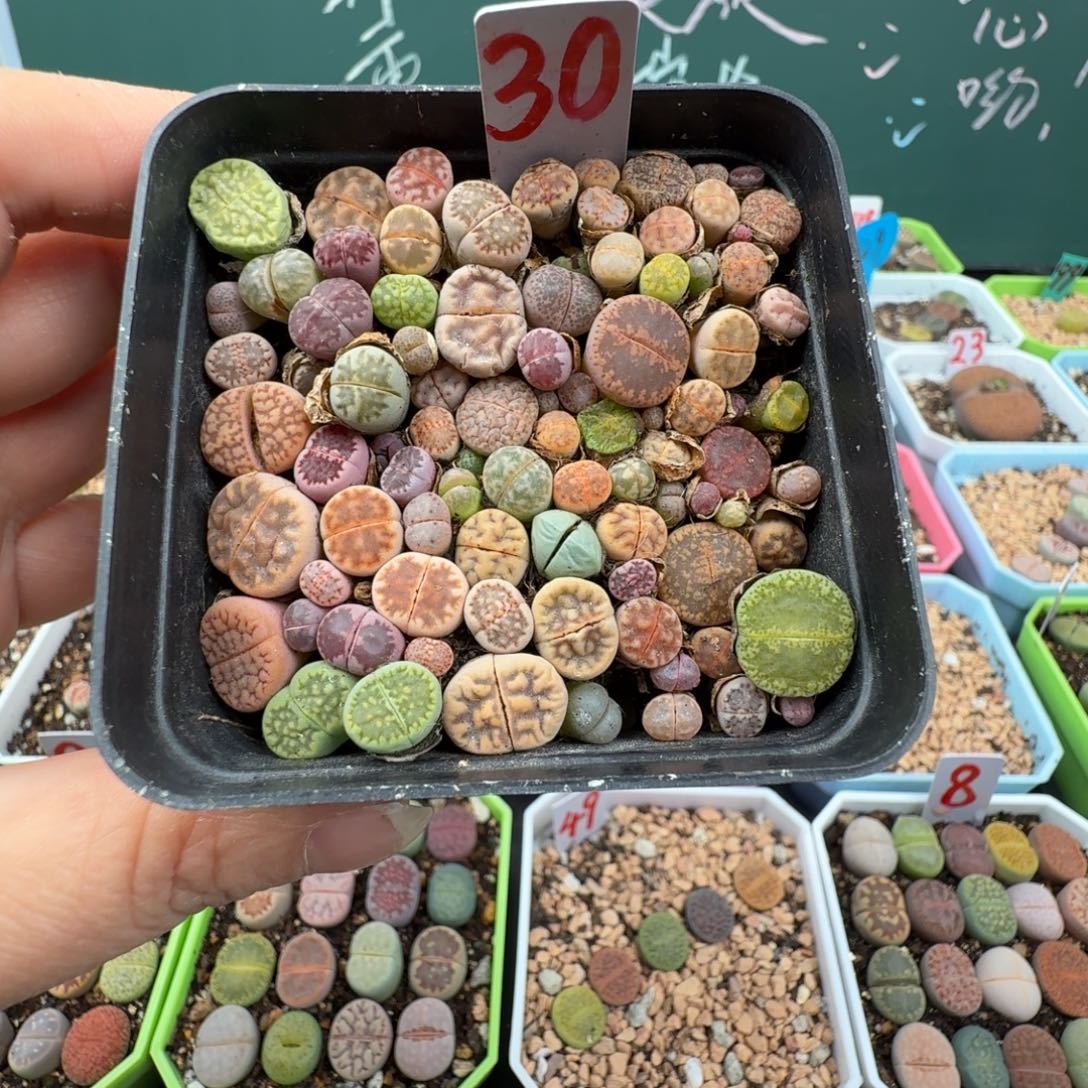 彩混切糕带盆土30