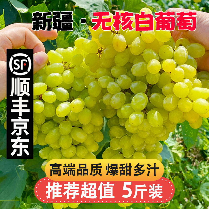 7-26现货【顺丰京东明日达】TY吐鲁番核心产区无核白葡萄新鲜现摘应季无籽水果半斤-5斤装新疆维吾尔自治区