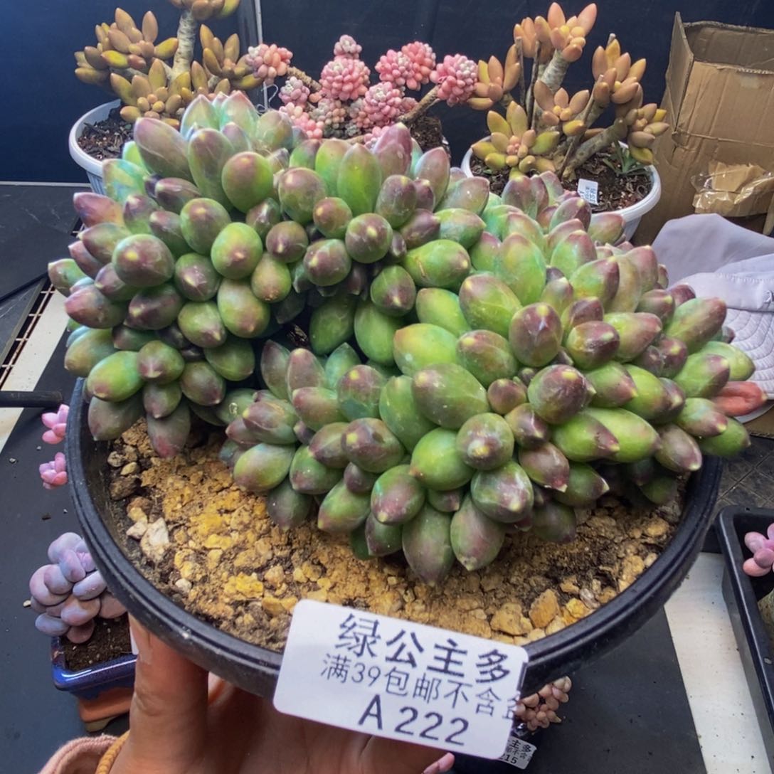 222香蕉树缀多肉10c m