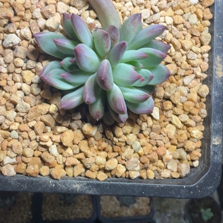 紫镜 双头  一物一拍