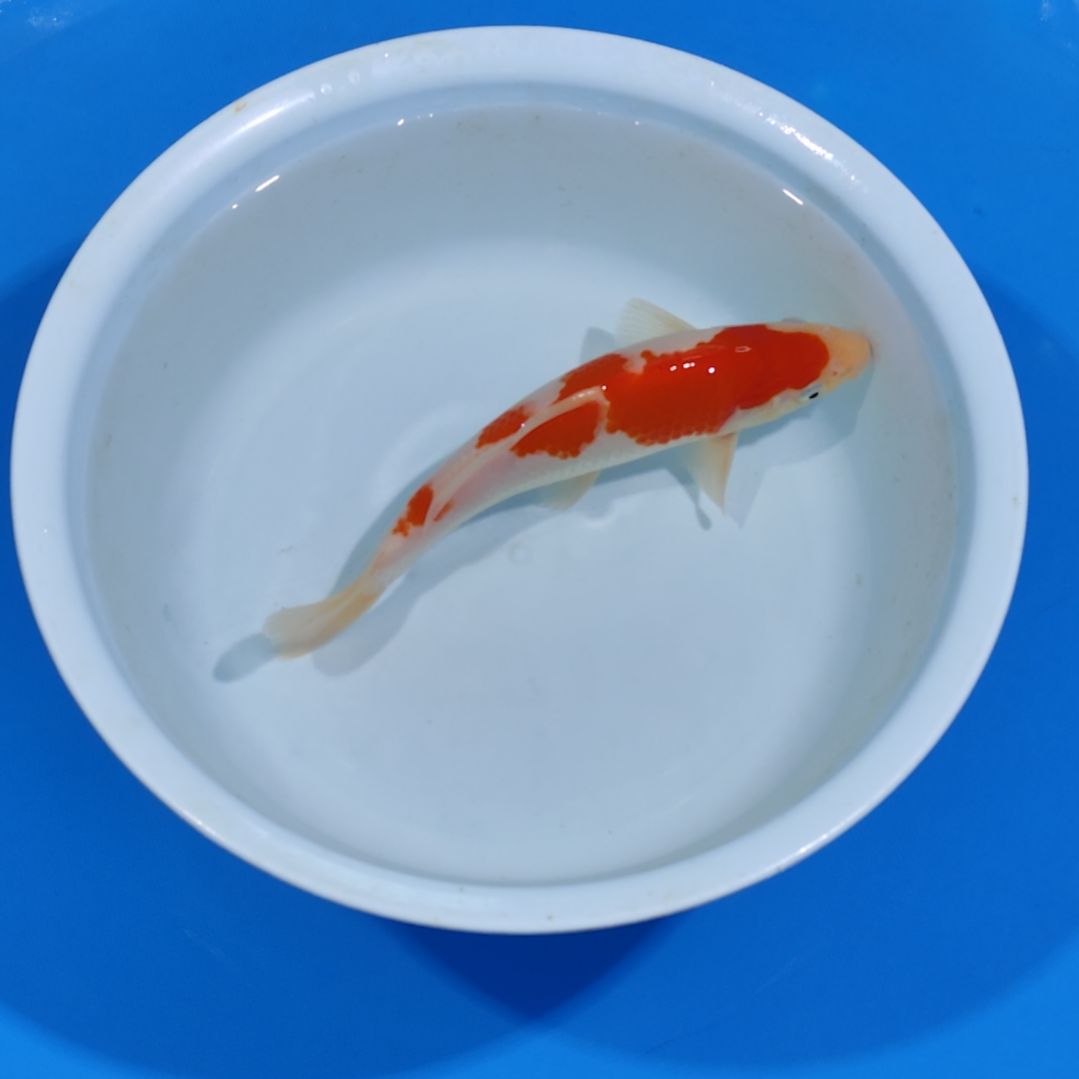 锦鲤22公分红白不寄养手术过