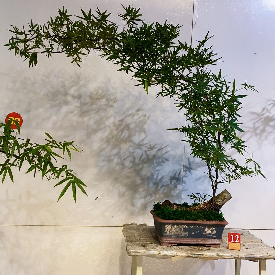 无花朵小叶簕竹一物一拍