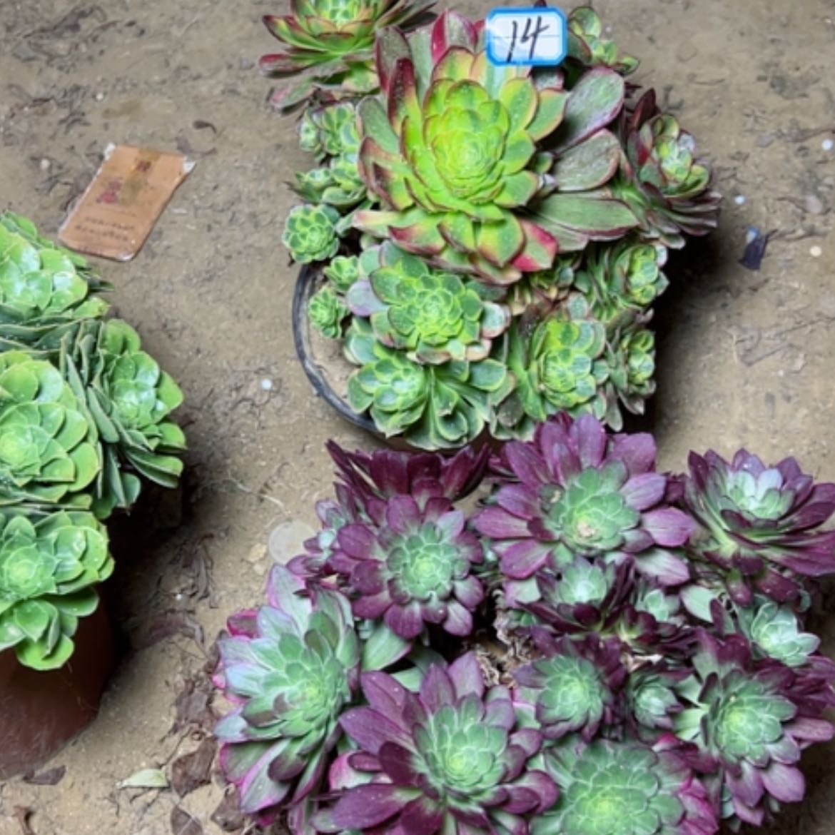 【闪购商品】多肉植物两个砍过不售后14