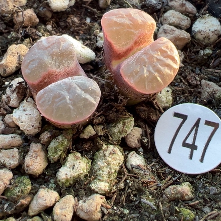 747号1111111111111111