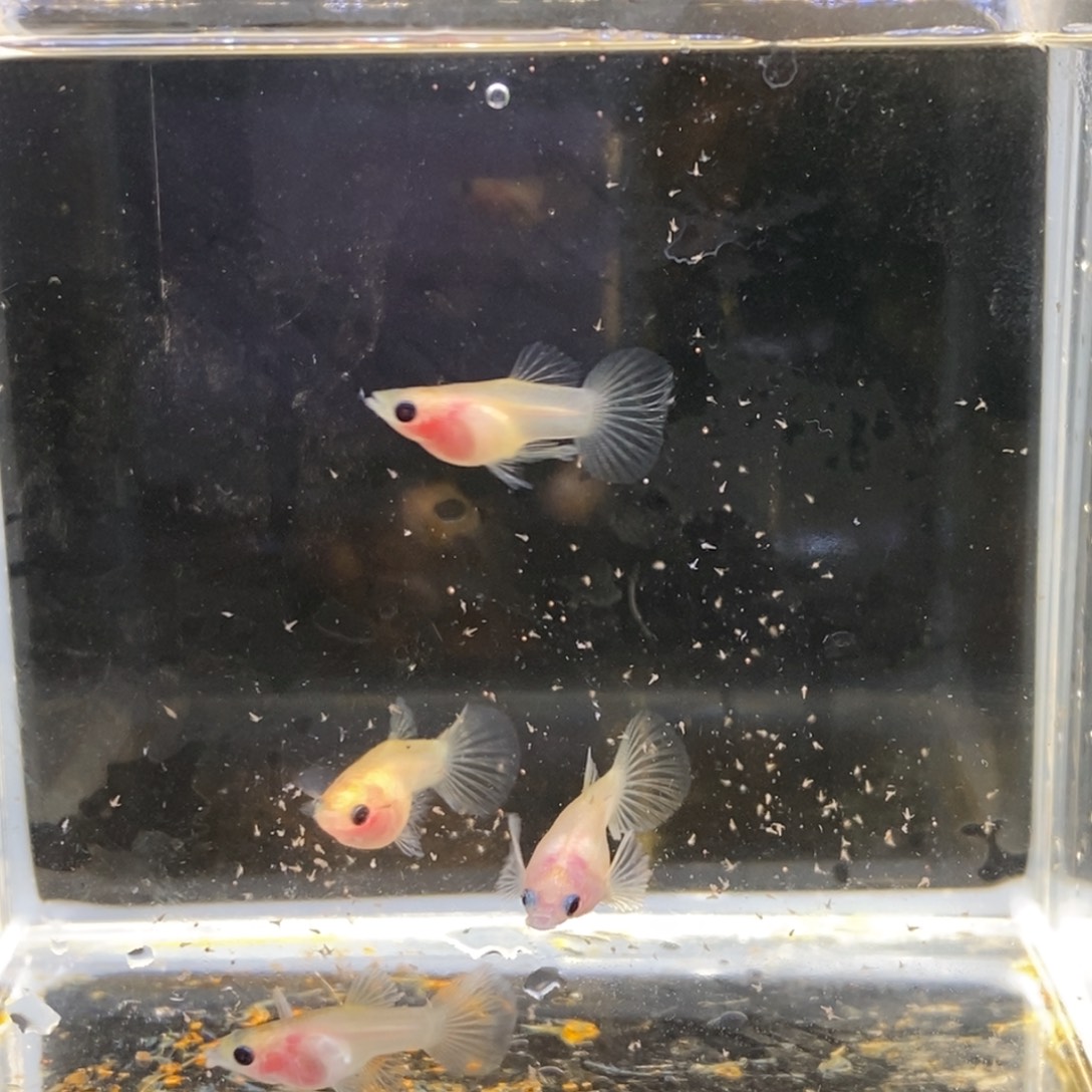 孔雀鱼粉猫幻彩一公