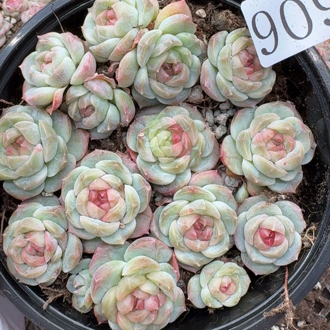 多肉植物多肉植物909