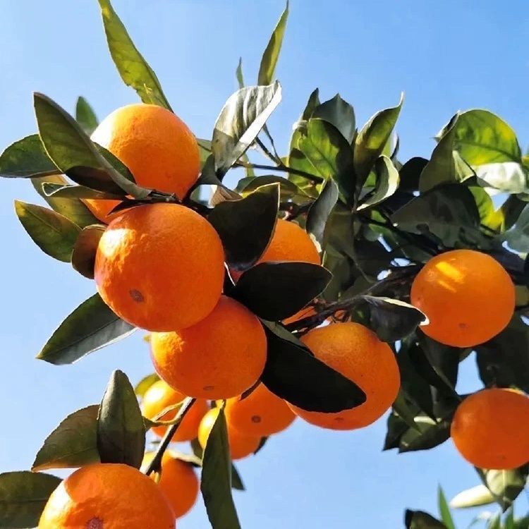 湖北巴东柑橘南丰蜜橘新鲜孕妇水果应季现摘现发酸甜多汁