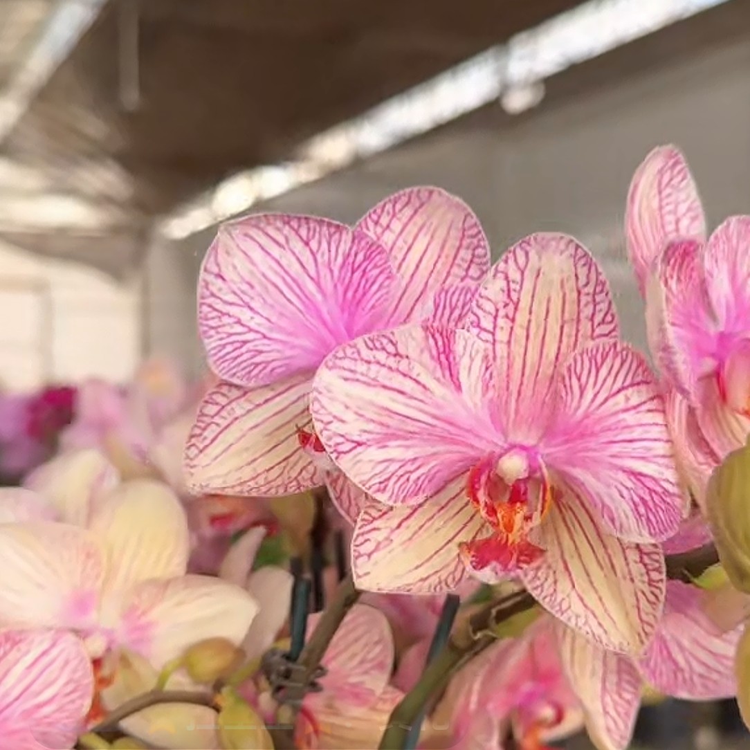 蝴蝶兰—超群水晶(任意两颗包邮只拍一颗发苗)