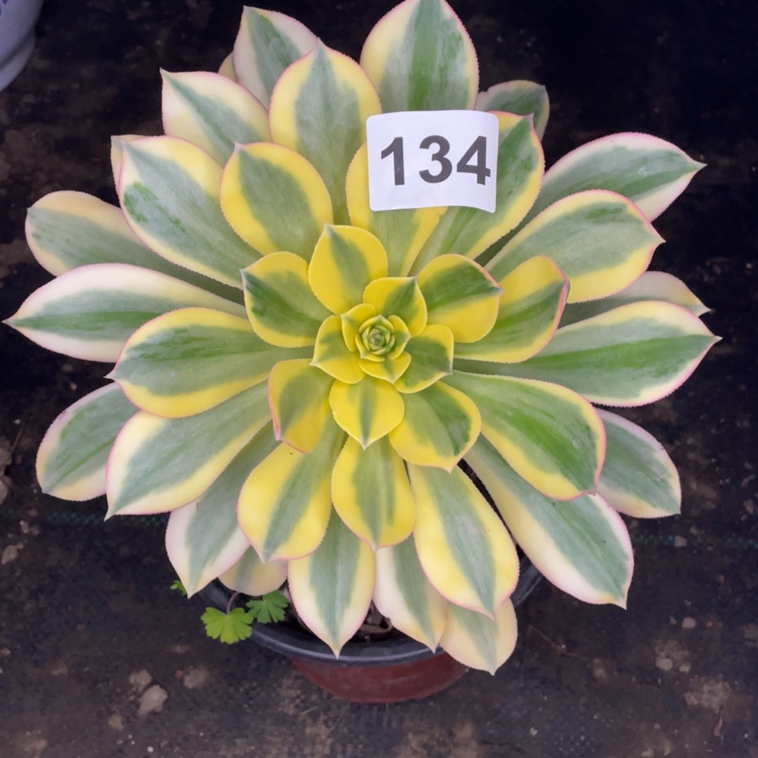 134号灿烂开唱打起来