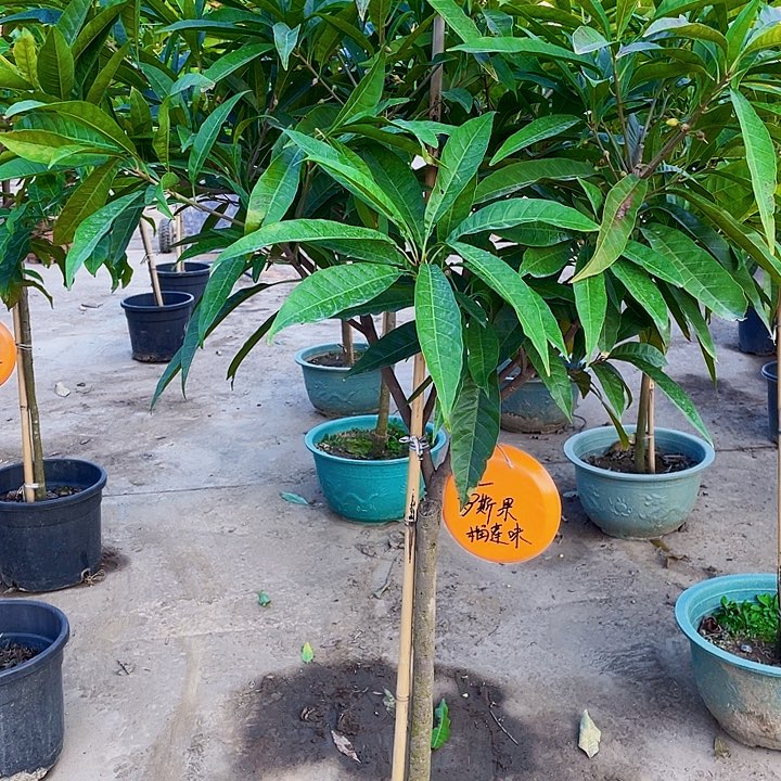 船***长完全开放果树888888