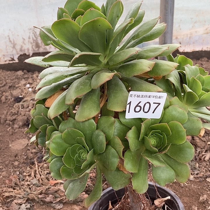 君美丽法师一物一拍1607