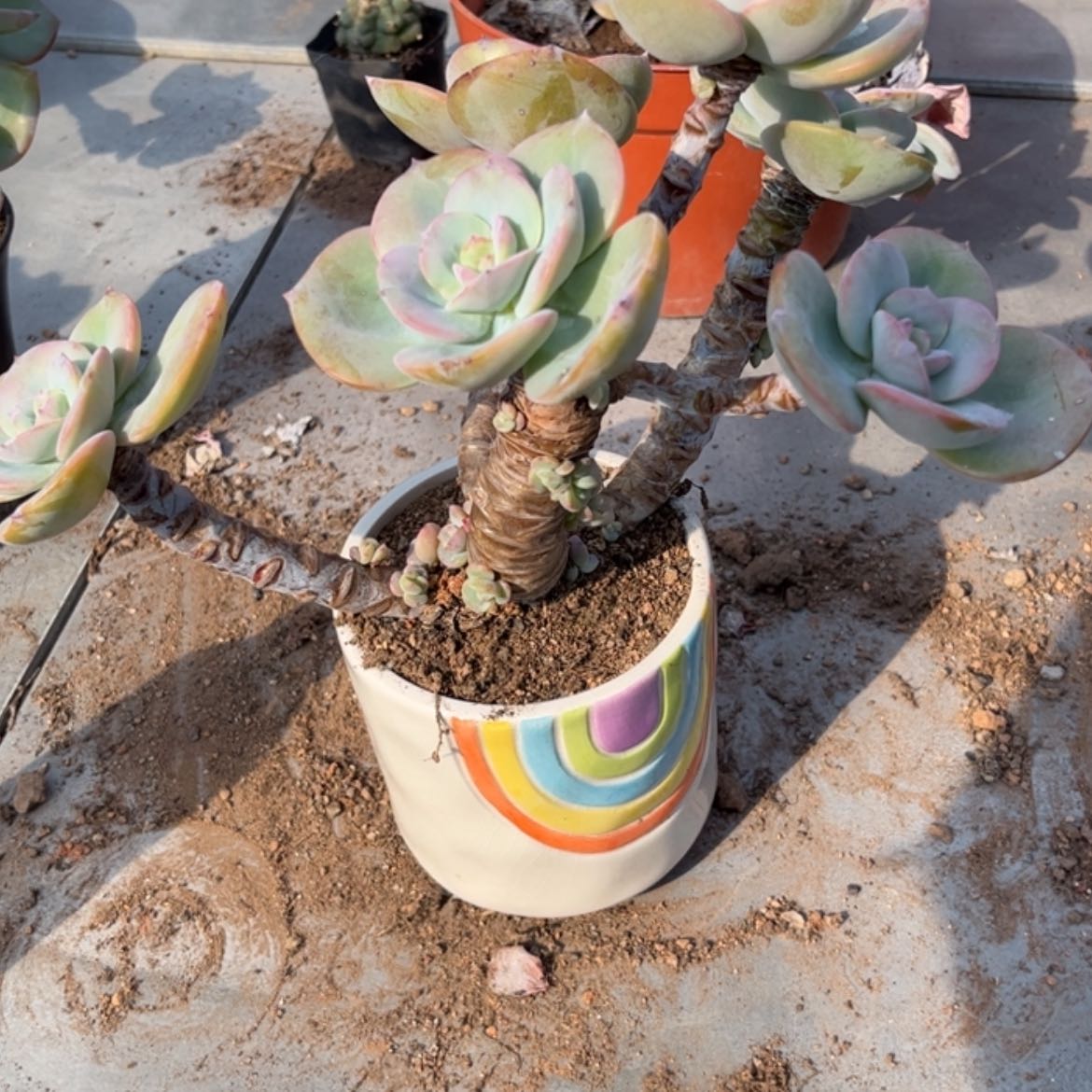 【闪购商品】无花朵萌****心