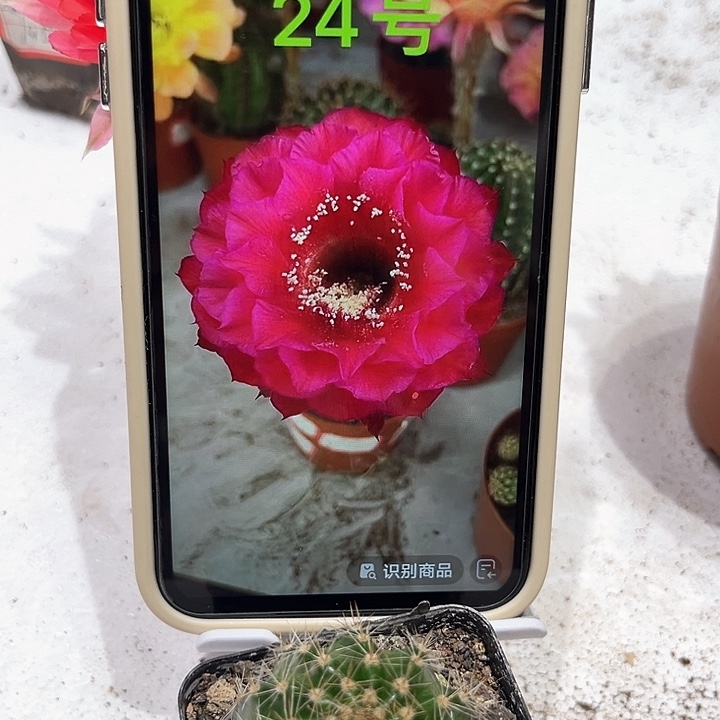 彩草24号带根三公分左右