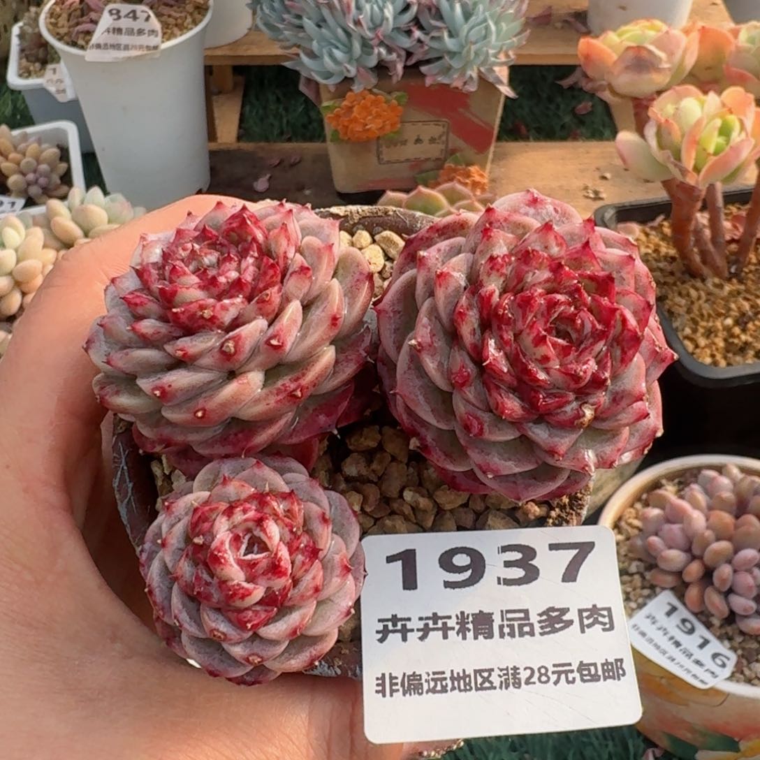 1937一物一拍（满28包邮