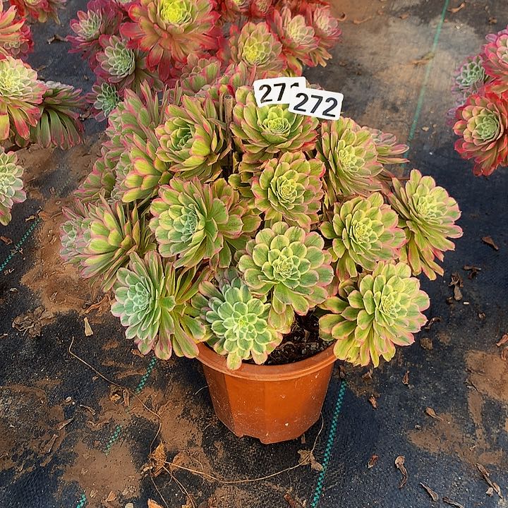 灵*多肉寄养糖果炮弹272