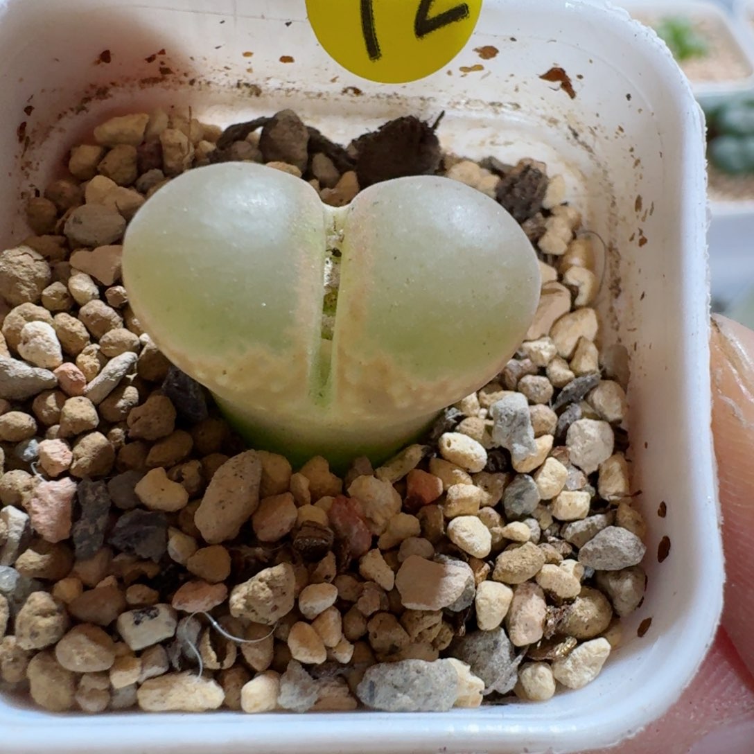 72.......多肉.......