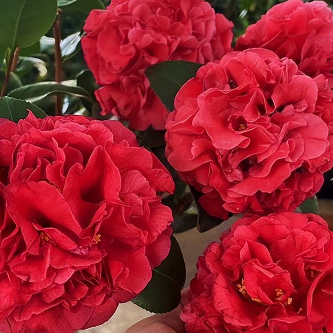 克瑞墨茶花，送保温