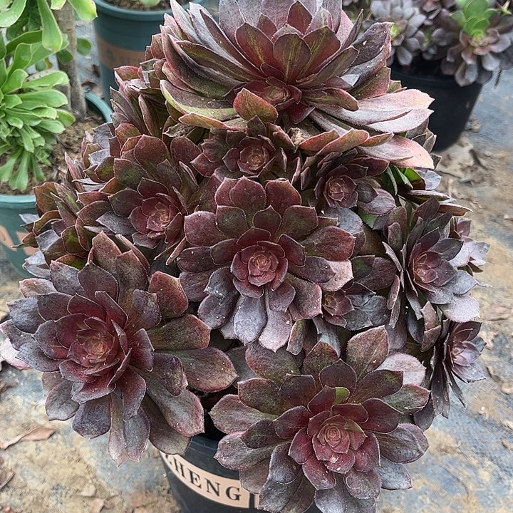 法师千面多肉植物3