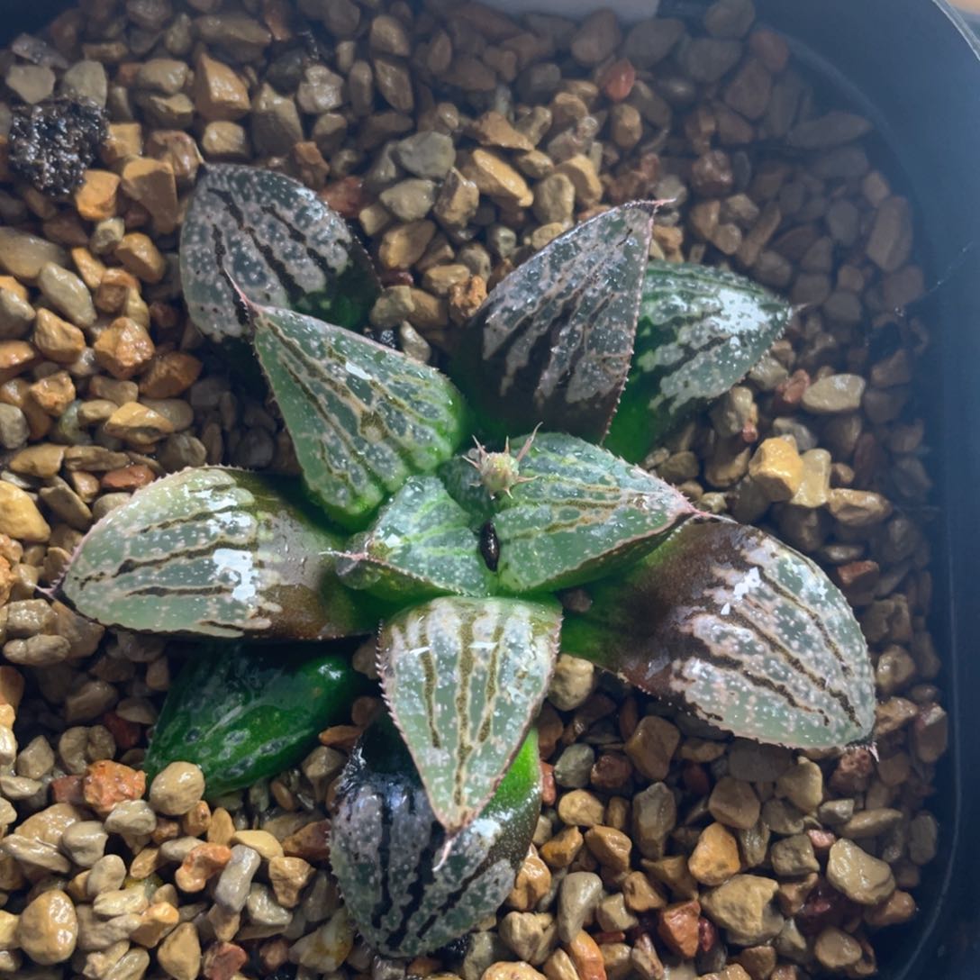 17.十二卷多肉实生寿。