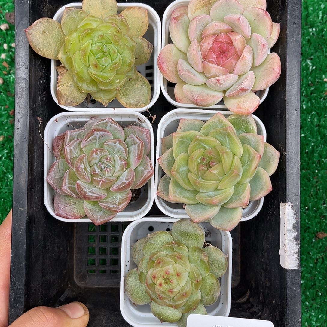 多肉一物一拍9-137