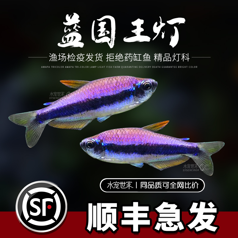 蓝国王灯蓝帝王灯南美热带观赏鱼皇后凯莉灯蓝帝提灯群游好养灯鱼