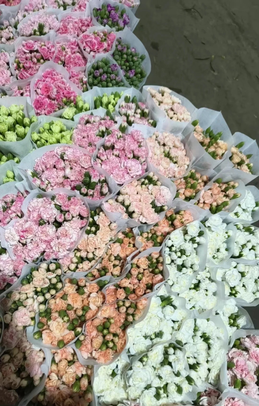 【多丁多色康乃馨】云南鲜花 温柔的代名词 昆明基地直发一单包邮