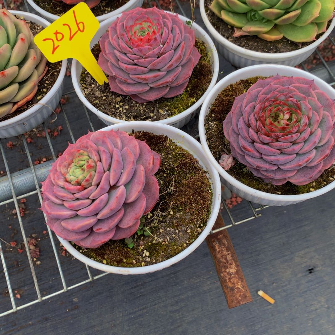 一物一拍2026-10-25