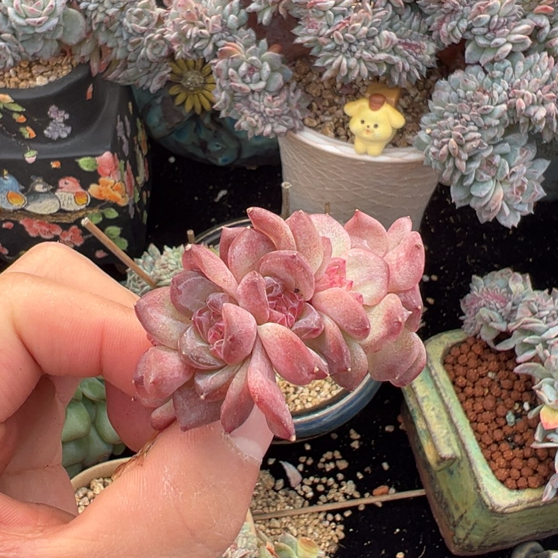 新年快乐天天开心