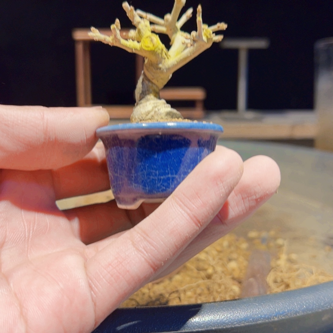 无花朵盆景111111111111111