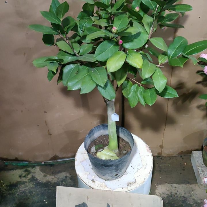 25姚黄，原盆原土发货，不包邮