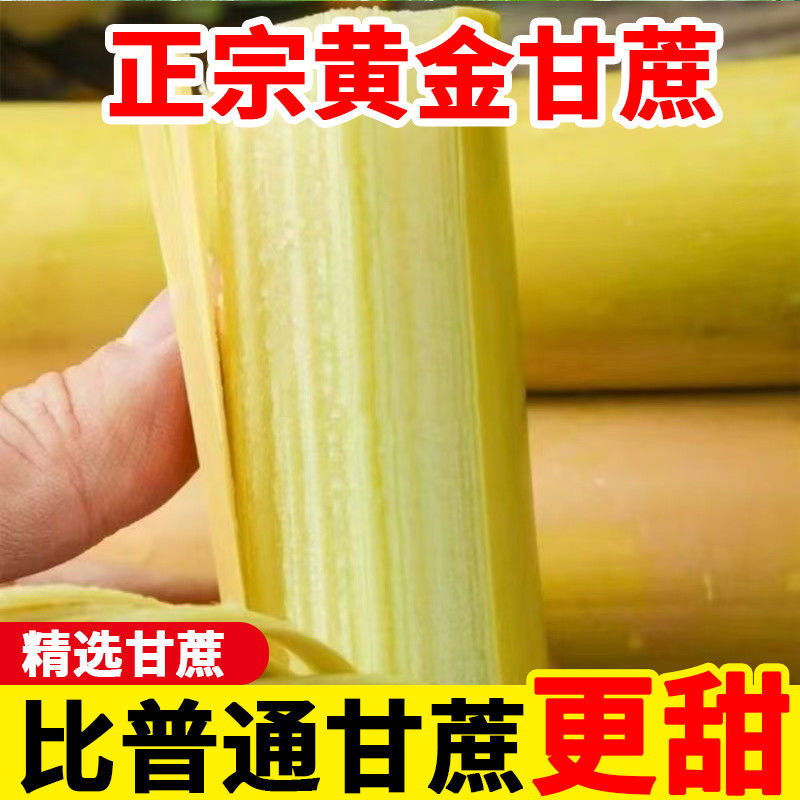 云南甘蔗新鲜应季清甜多汁黄皮农家现砍产地直发