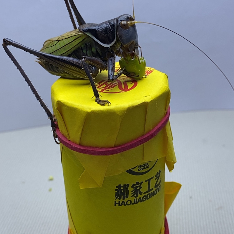 郝建伟精品大包蝈蝈（死亡包赔，断续憋眼不赔）蝈蝈活体