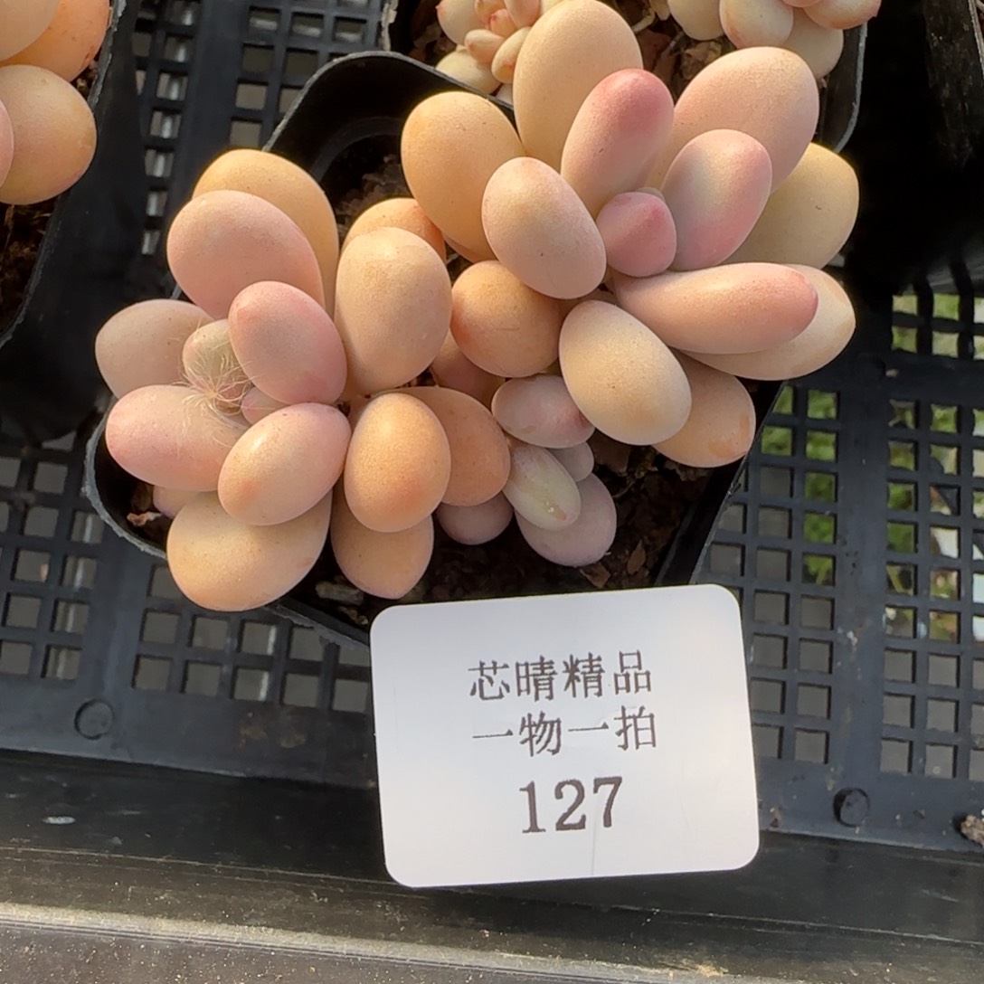 闪购精品多肉127号