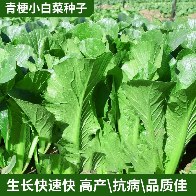 【全店满五包包邮】四季青梗小白菜种子
