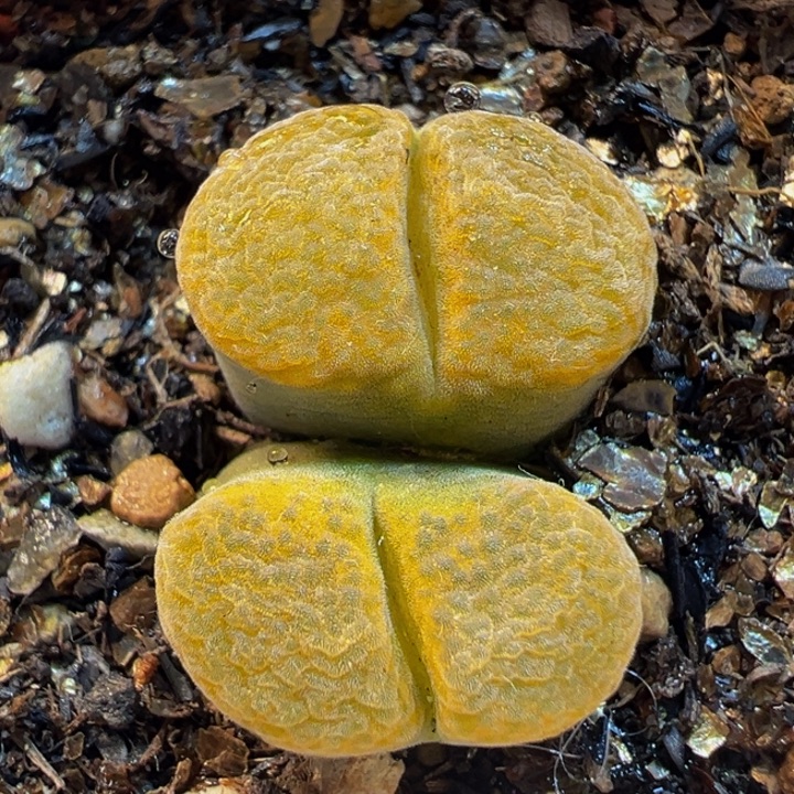 785多肉植物种类d