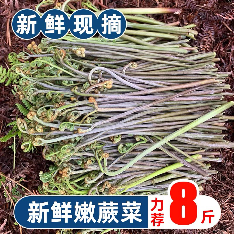 贵州时令蔬菜当季蕨菜新鲜鸡爪撅菜蕨菜箱新鲜凉拌嫩根蔬菜蕨苔