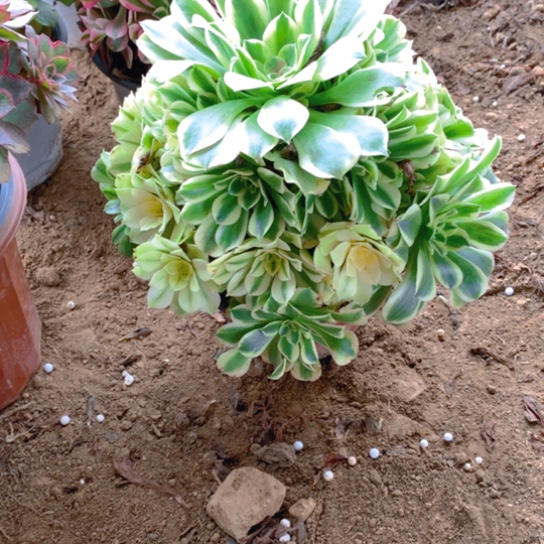 无花朵576多肉植物绿豆沙