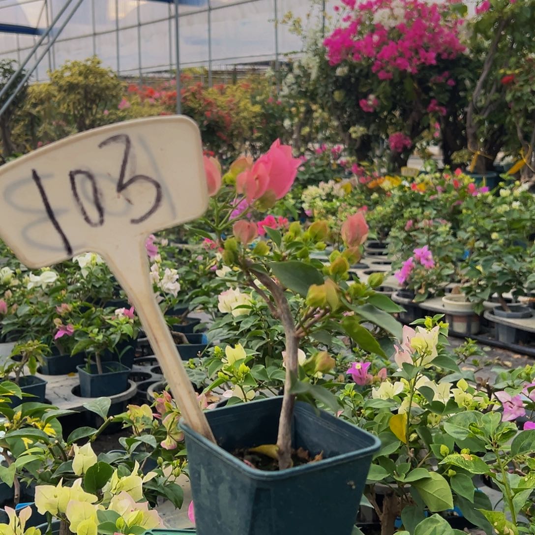 当前无花栽培后可以开花绿叶水晶 方盆103