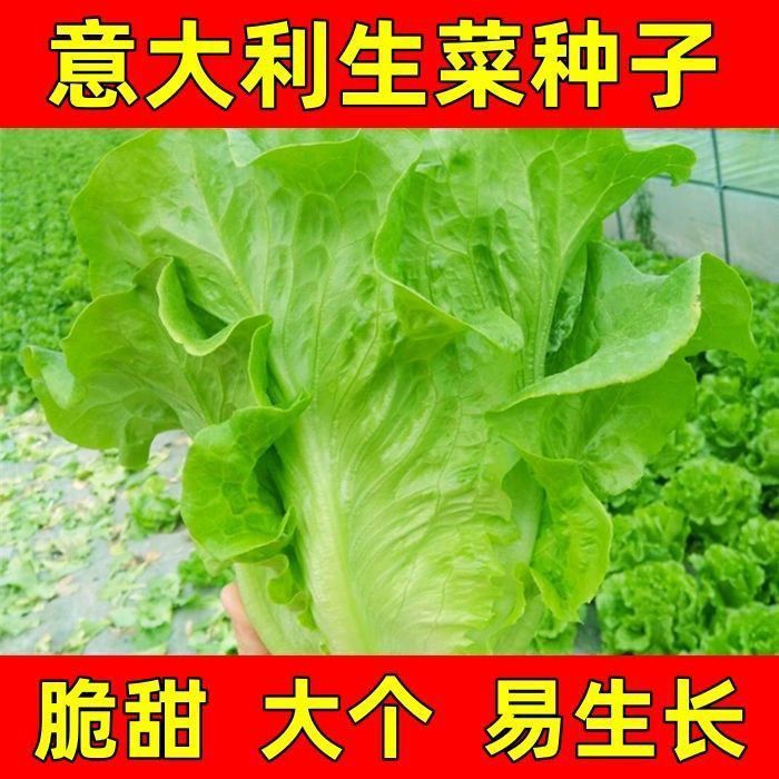 【全场满5包包邮】意大利生菜种子耐寒耐热播种四季种子