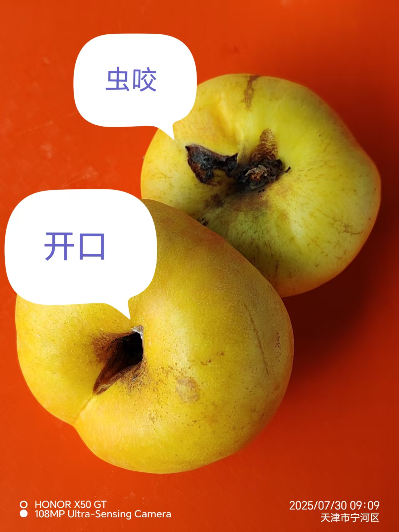 （瑕疵果）天津本地大油蟠不影响食用介意误拍～包邮 6斤