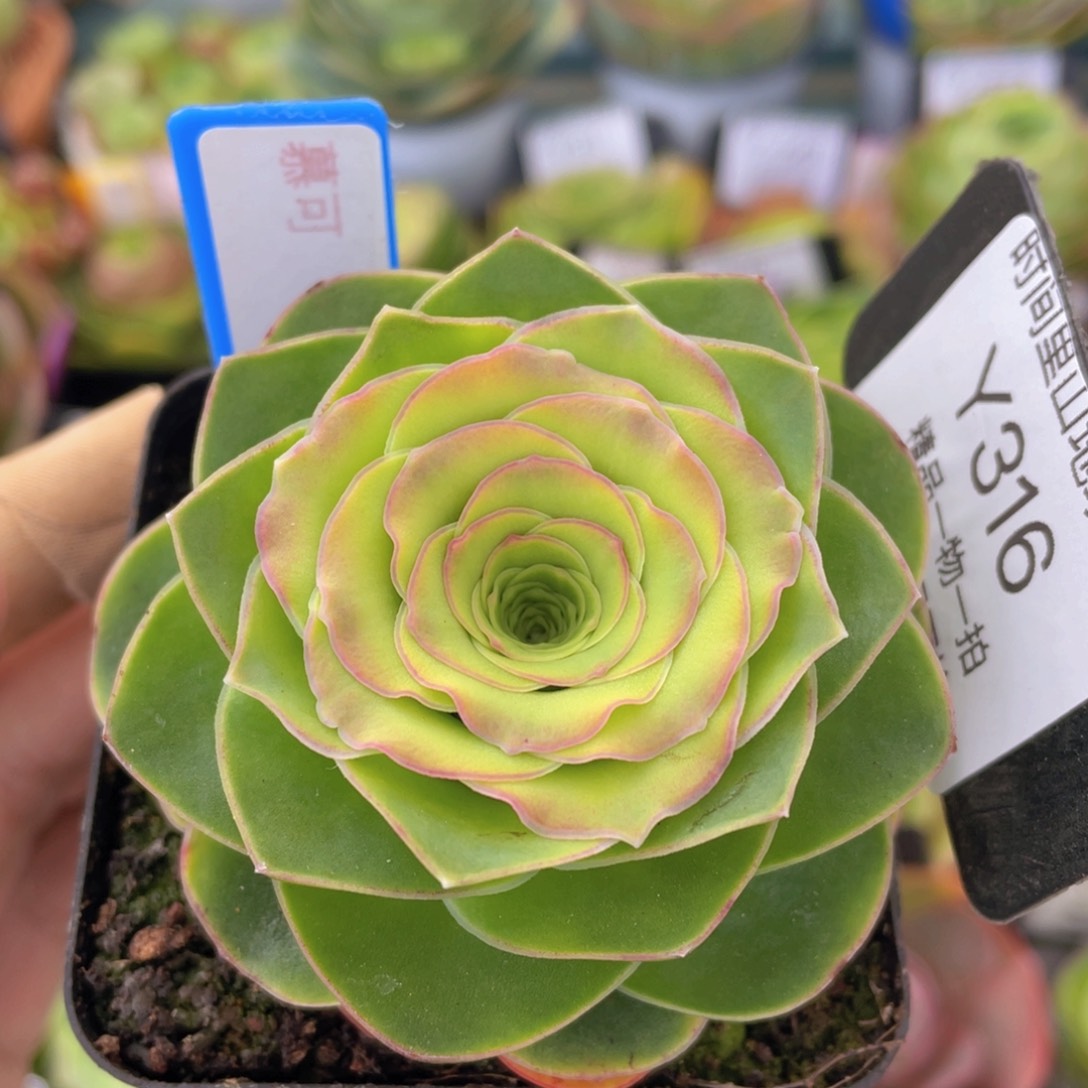 慕可新年福利316一物一拍